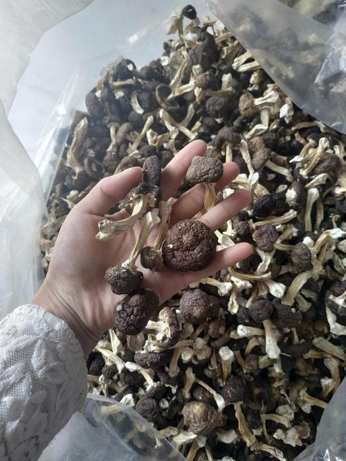 化學(xué)肥料熱賣(mài)品類解析 從通用款到功能型的市場(chǎng)趨勢(shì)